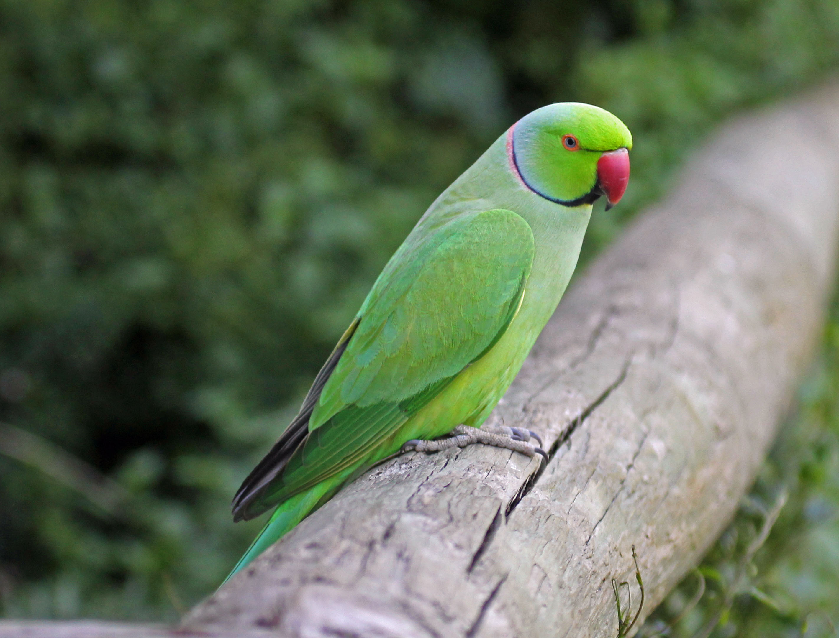 Rose-ringed_Parakeet_RWD