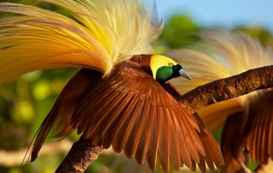 birds of paradise