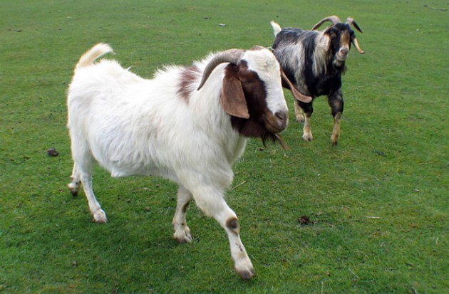 ফাইল ফটো