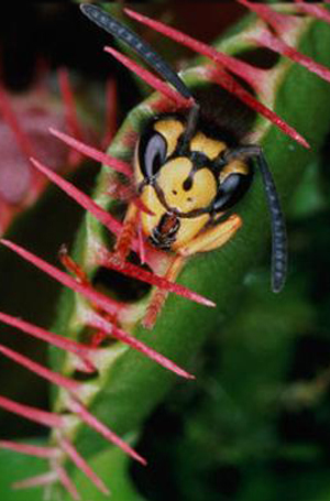 symonfoyez_1305029067_14-W020080505628603358961