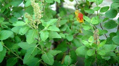 tulsi-pata