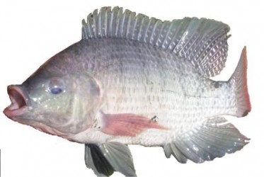 Talapia1