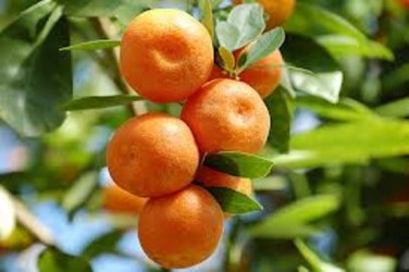 পঞ্চগড়ে-কমলা-চাষ