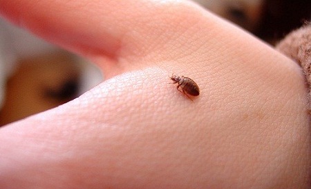 ছারপোকা