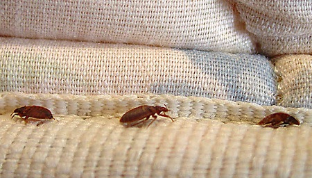 Bedbugs-
