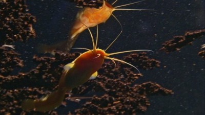 Dragoan breath cave 01