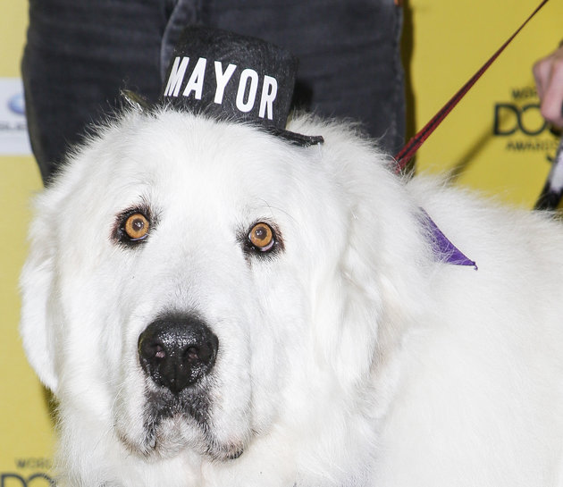 SANTA MONICA, CA - JANUARY 10: Duke, The Mayor arrives at The World Dog Awards at Barker Hangar on January 10, 2015 in Santa Monica, California. (Photo by Chelsea Lauren/WireImage)