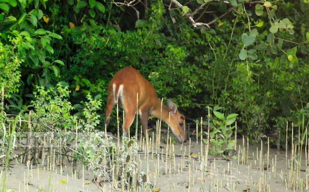 Sundarbans_Harbaria_0006