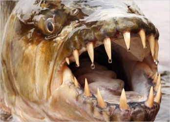 killer-fish-goliath-tigerfish-pictures1