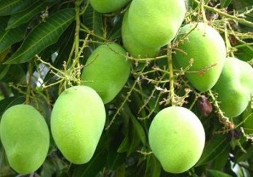 mangoes