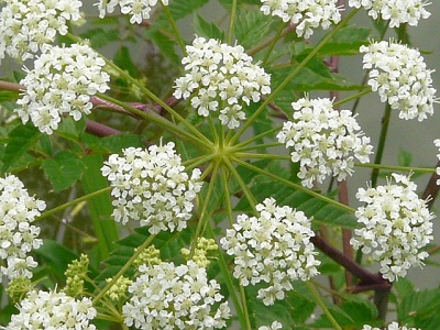 Hemlock-Flowers