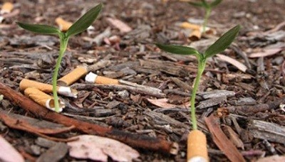 cigarettes-with-seeds