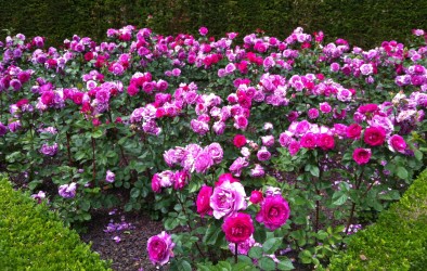 international-rose-garden-of-coloma
