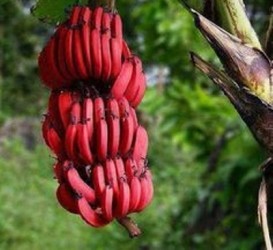 red-banana