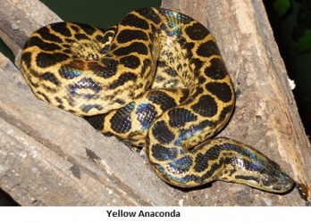 Yellow-Anaconda