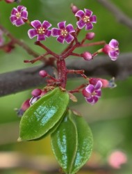 Carambola_flower2