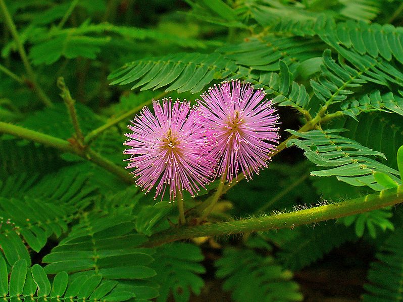 798px-Mimosa_pudica_003
