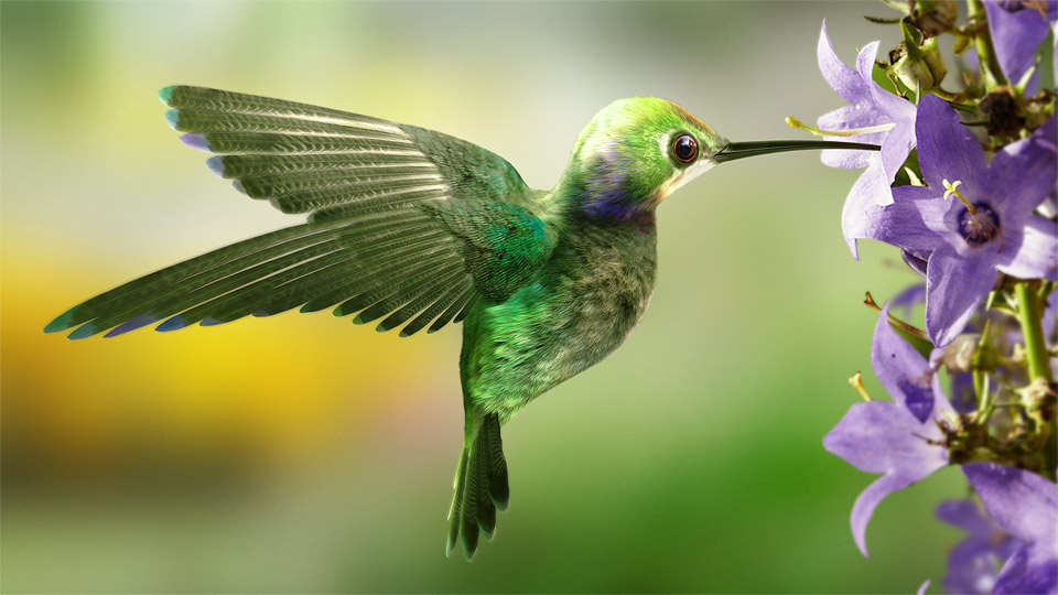 Ecosystem-of-Hummingbirds