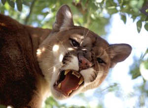 "A mountain lion (Felis concolor), also known as a puma, is a stealthy visitor to the deserts. They are revered as the phantoms of the desert. Phantoms for while their tracks and remains of kills are visible, they are rarely if ever seen by humans or their prey. They will prefer to spend the days in areas of thick vegetation before striking out at night to thrash into a mule deer, quickly gashing its throat for the kill. The lion will eat its due, carefully burying the remaining carcass and its precious meat with vegetation to return for several days to satiate itself. Solitary roamers, they require a great deal of space to move about in and the encroaching human population is forcing them to co-habitate in closer quarters. , (Photo by Francis Apesteguy/Getty Images)"