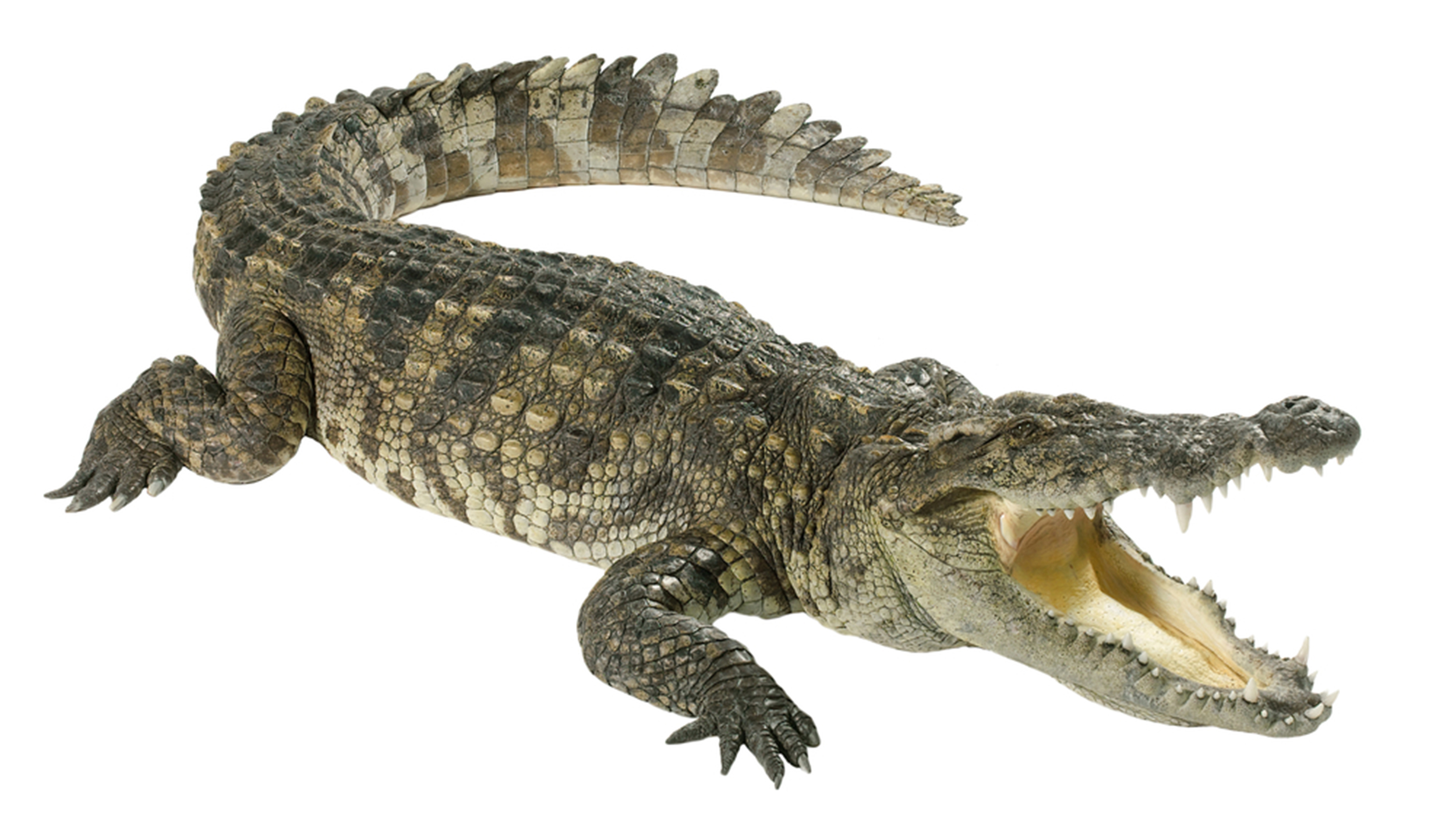 Wildlife crocodile open mouth isolated on white background; Shutterstock ID 73252057; PO: david-today