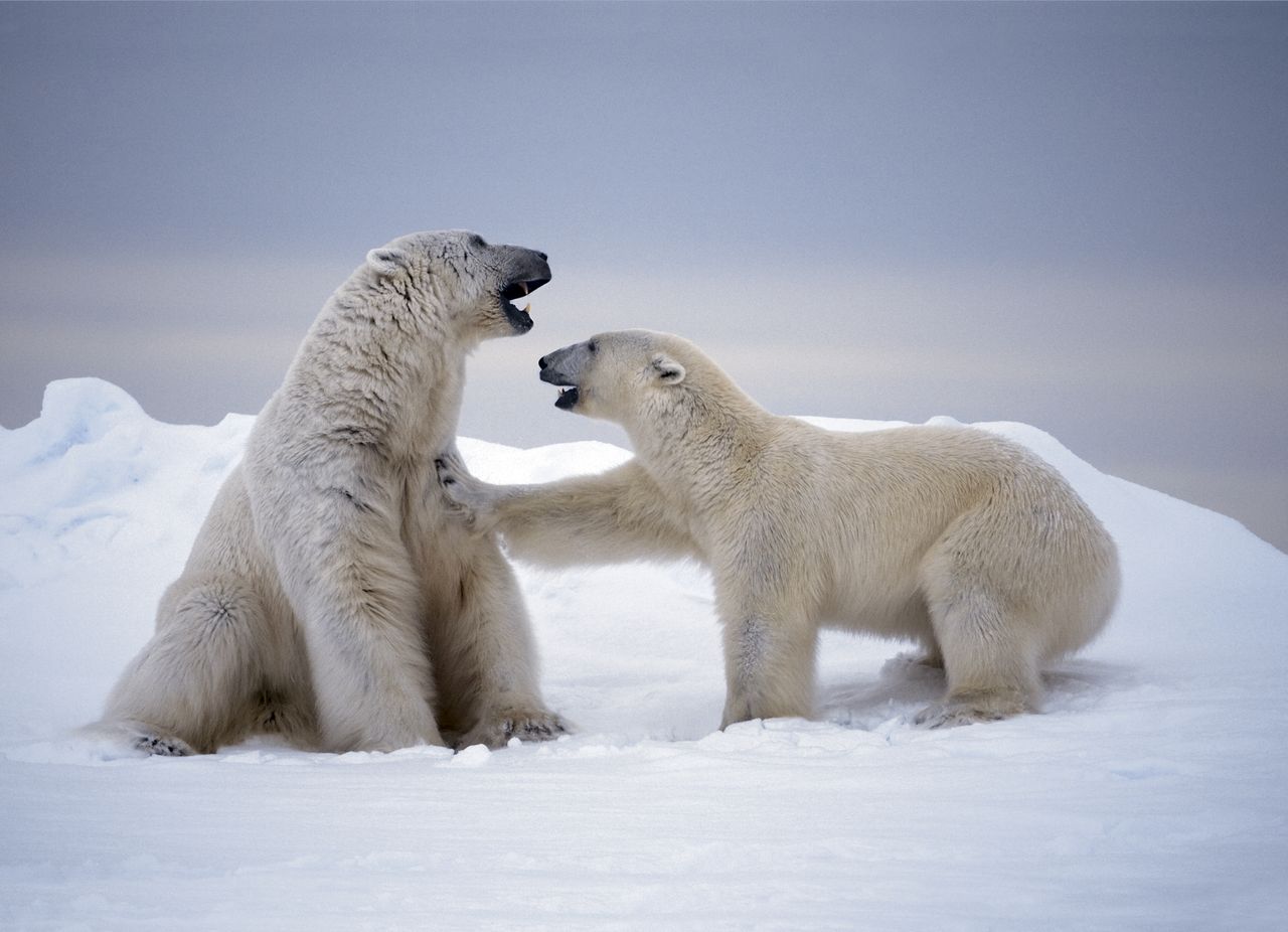 polar-bears-paul-nicklen-svalbard