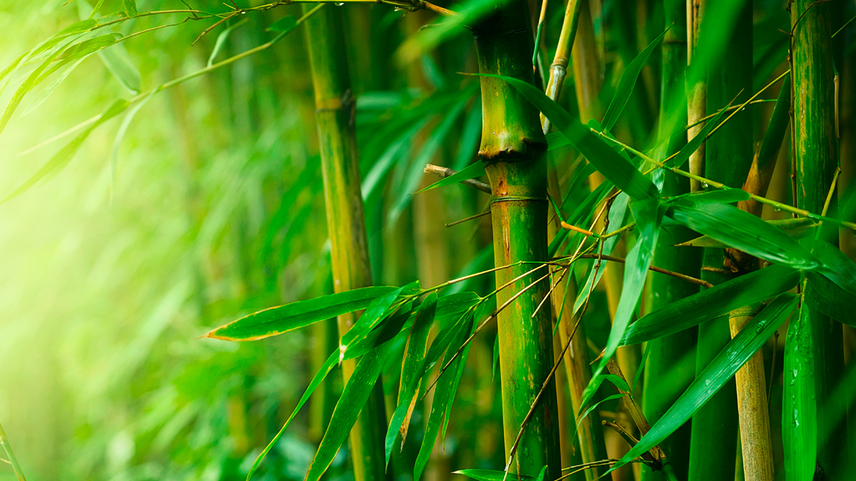 bamboo-4
