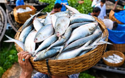 Catching Hilsa is prohibited.
