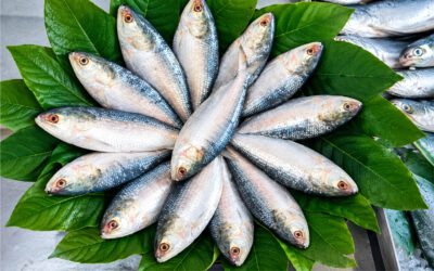Hilsha fish