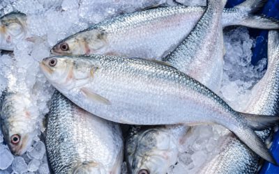 Import of Hilsa